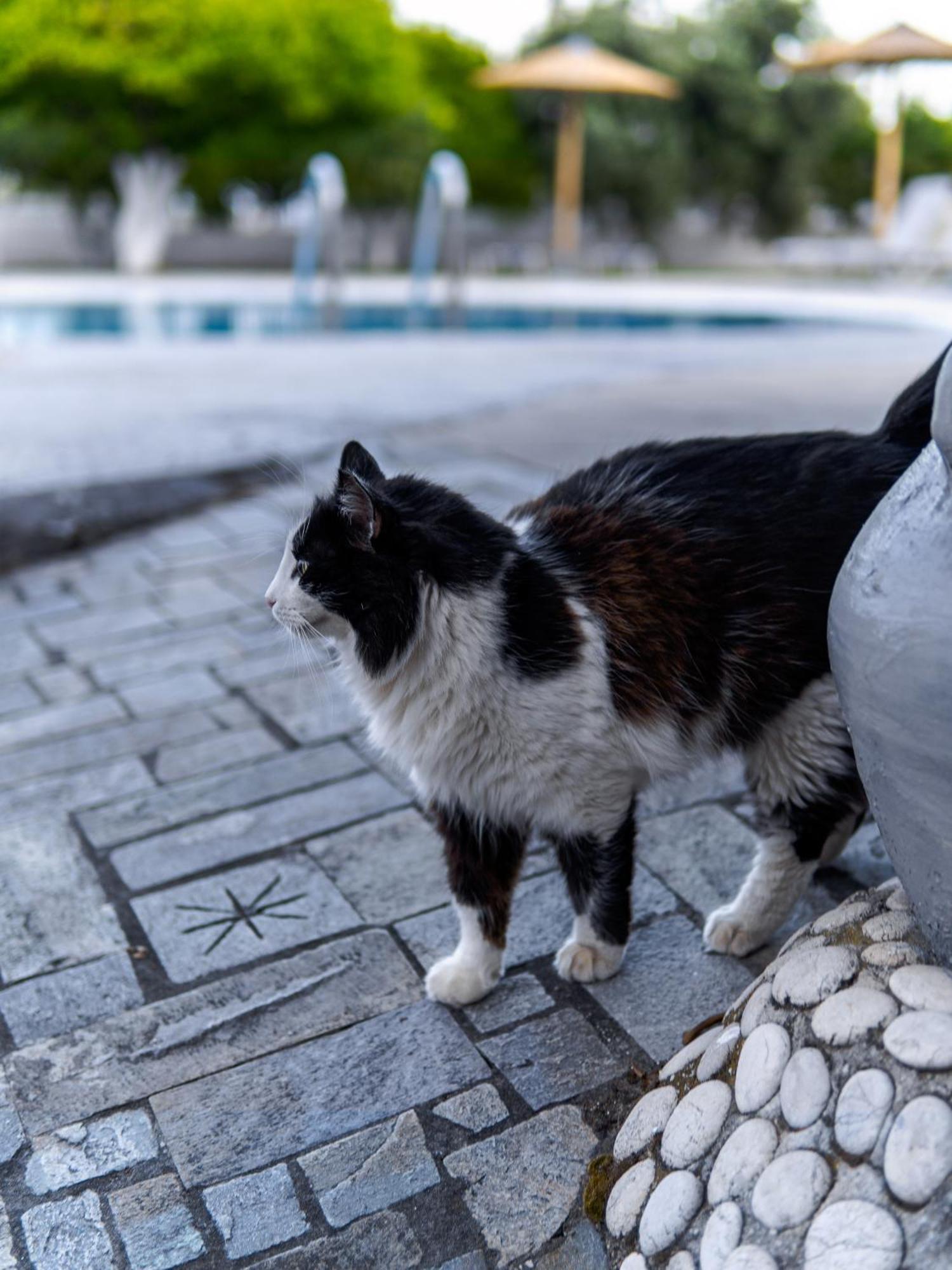 Manos Pension Faliraki Exteriör bild